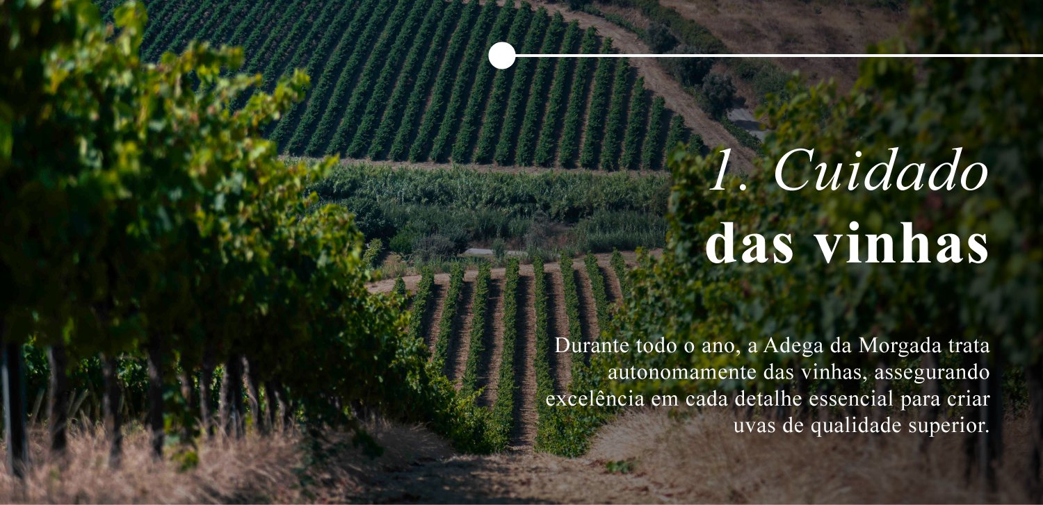 ProducaoAdegadaMorgada-1