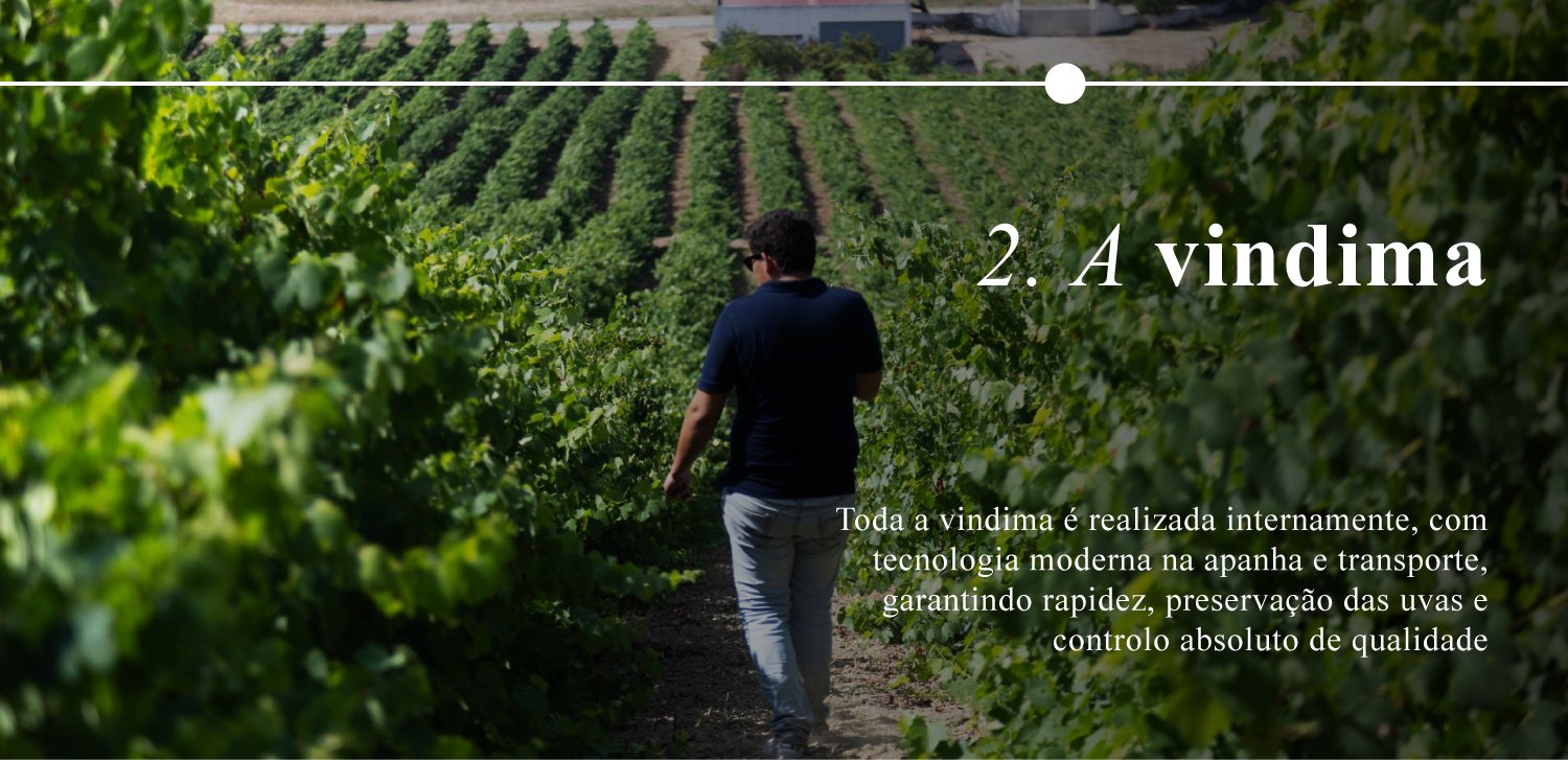 ProducaoAdegadaMorgada-2