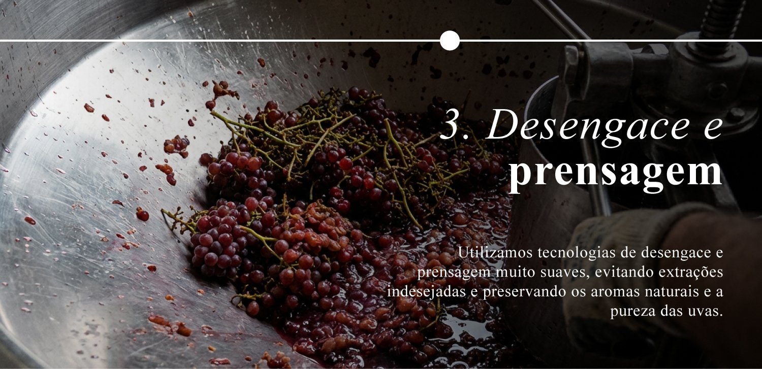 ProducaoAdegadaMorgada-3